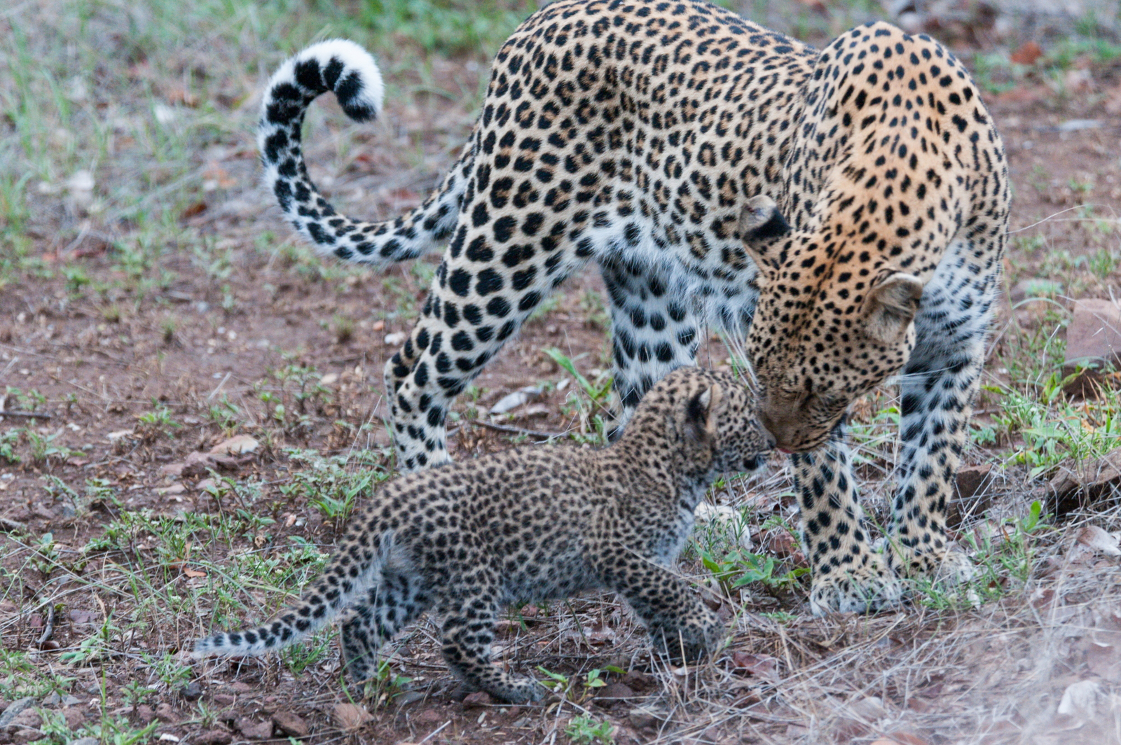 Mashatu Game Reserve Mashatu Game Reserve: Leopardin mit Baby
