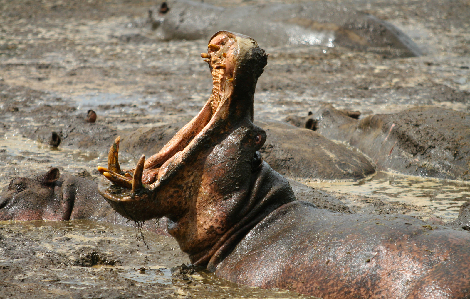 Mbali Mbali Katavi Camp Mbali Mbali Katavi Camp: Nilpferdrachen