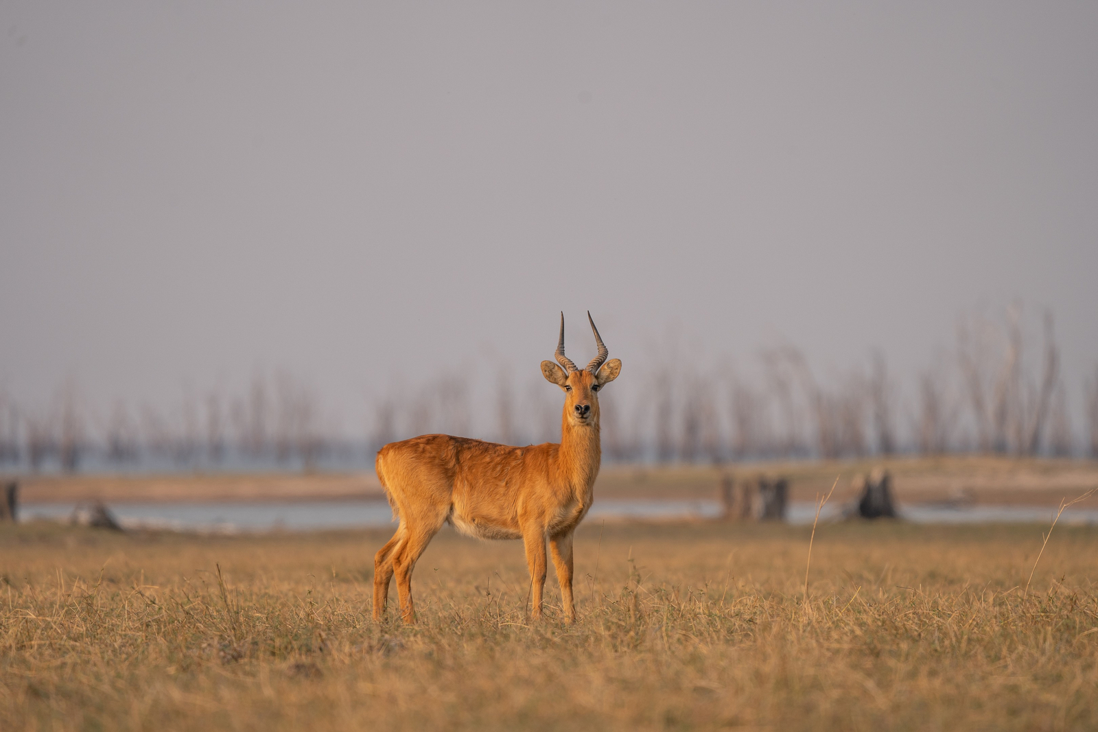 Nanzhila Lake Camp Nanzhila Lake Camp: Puku