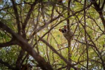 Nata Lodge Nata Lodge: Bush Baby