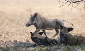 Ntemwa Busanga Bushcamp Ntemwa Busanga Bushcamp: Warzenschwein und Wildhunde