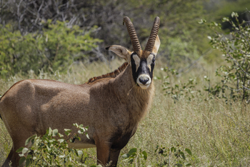 Ohorongo: Pferdeantilope Hippotragus equinus