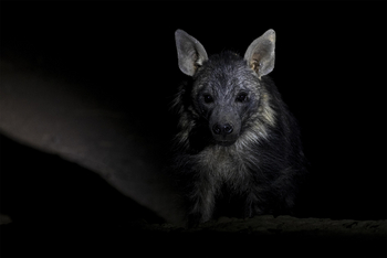 Okonjima Plains Camp: Braune Hyäne