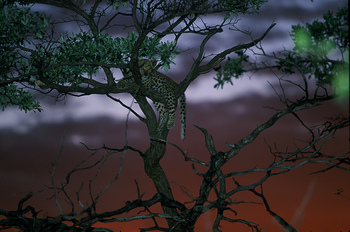 Okonjima Plains Camp: Leopardenkätzchen
