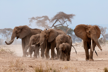 Ol Donyo Lodge: Elefantenfamilie