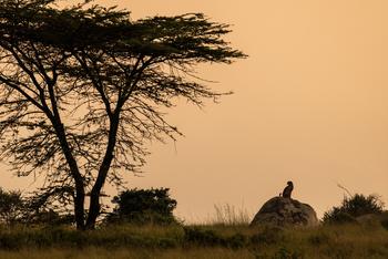 Olakira Migration Camp: Gepard
