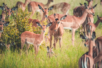 Pom Pom Camp: Impalas