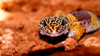 Reni Pani Jungle Lodge: Leopardengecko