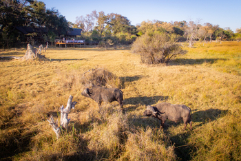 Rra Dinare Camp: Alte Büffel vor dem Camp