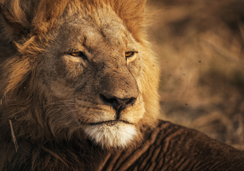 Sable Alley Camp: Löwenportrait