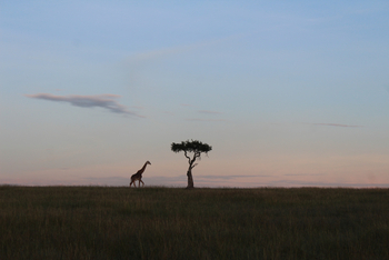 Saruni Mara Camp: Giraffe
