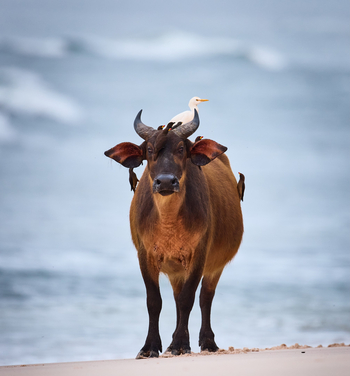 Sette Cama Eco Camp: Forerst Buffalo