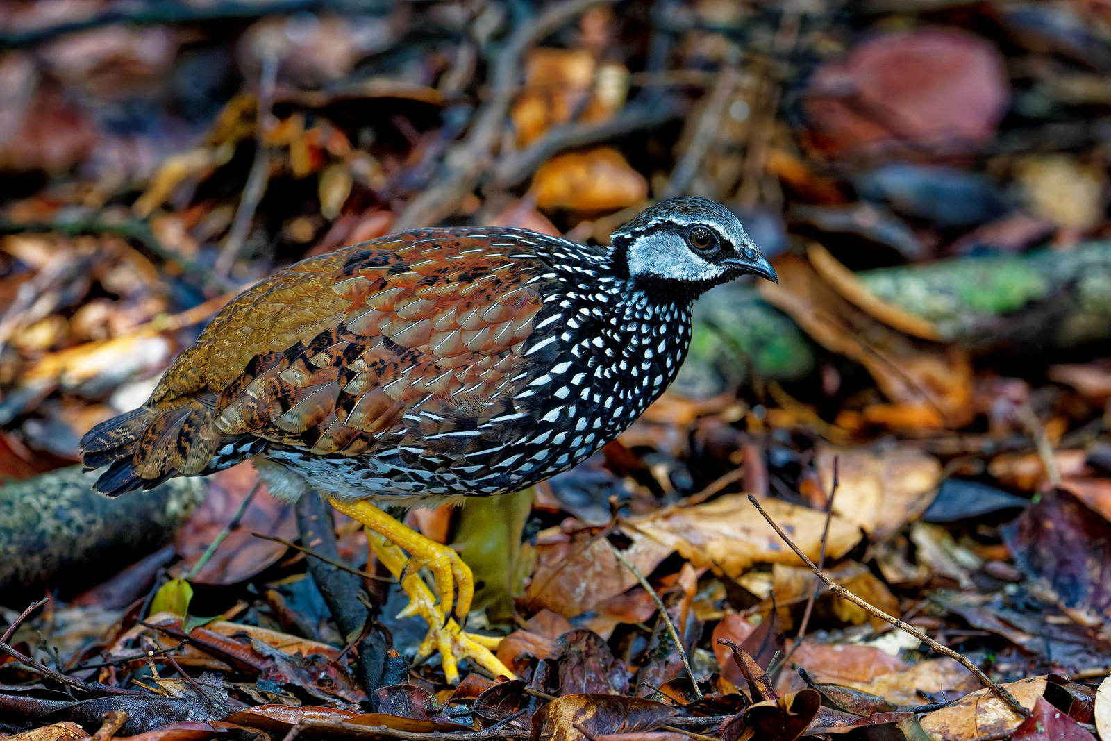 Sette Cama Eco Camp Sette Cama Eco Camp: Latham's Francolin