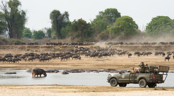 Shenton Safaris: Game Drives