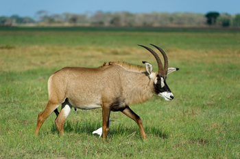Shumba Camp Shumba Camp: Pferdeantilope