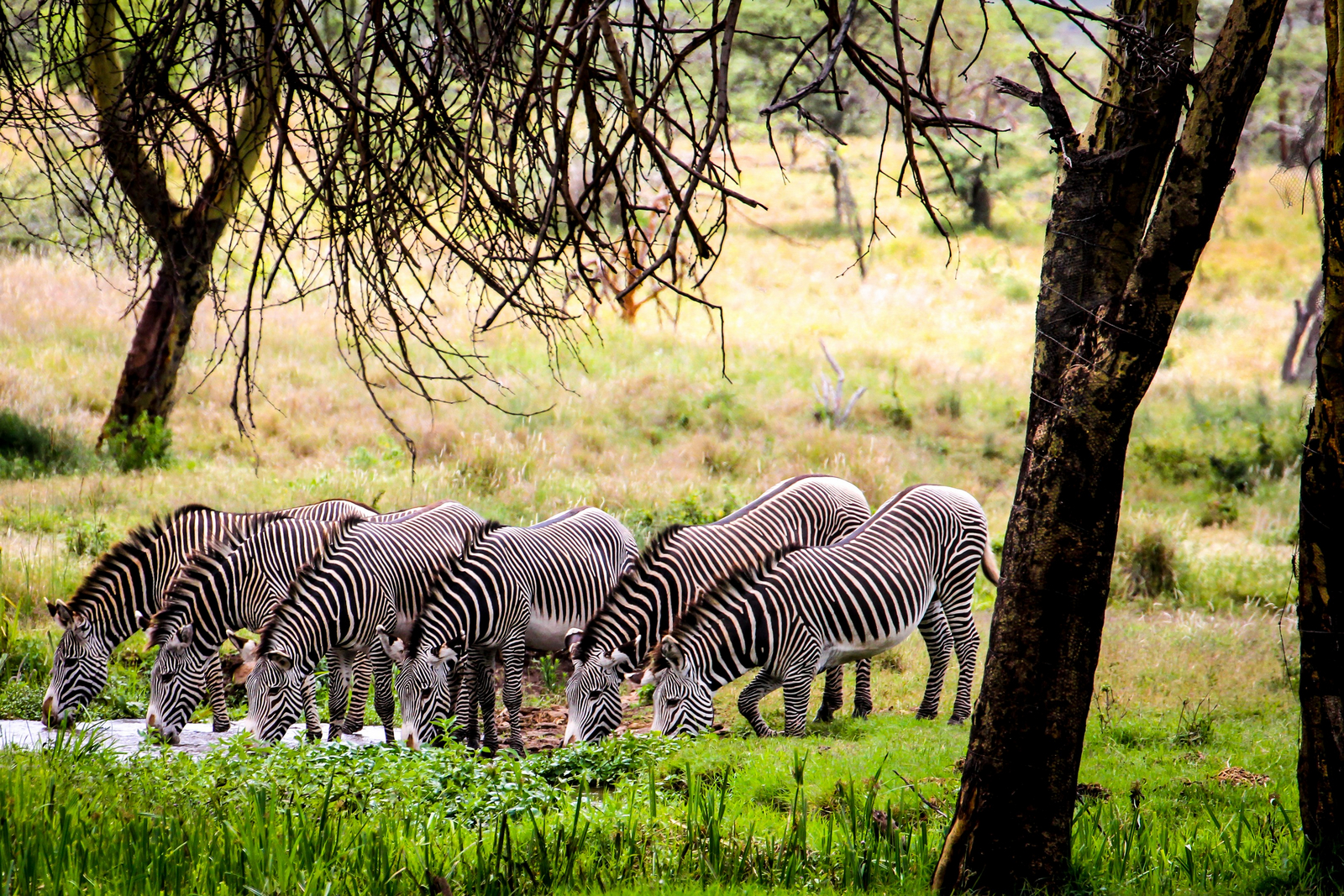 Sirikoi Lodge Sirikoi Lodge: Ausgerichtete Zebras