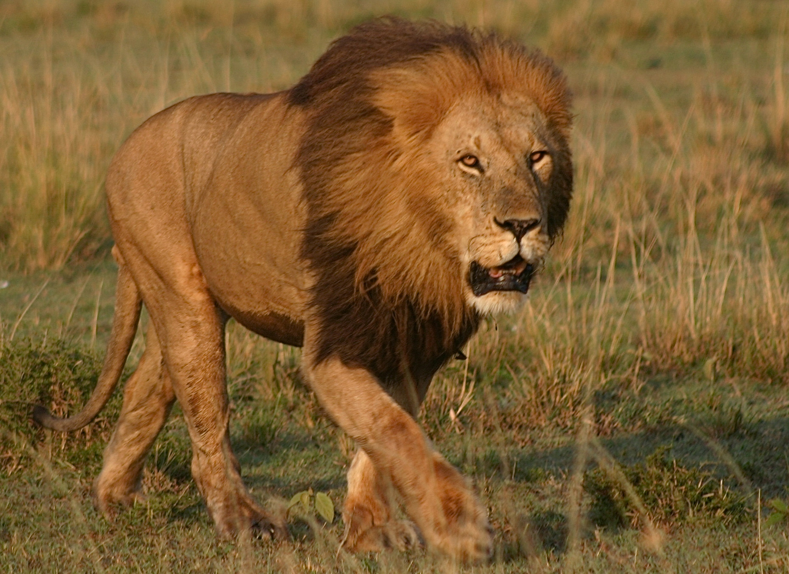 Sirikoi Lodge Sirikoi Lodge: Löwe auf Pirsch