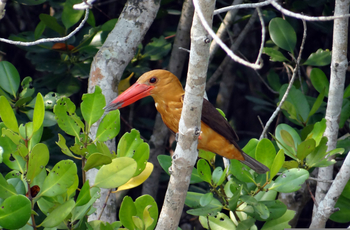Sunderban Tiger Camp: Brown-winged Kingfisher
