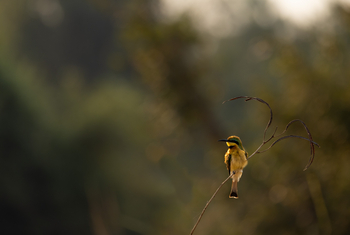 Sungani Lodge Sungani Lodge: Little Bee-Eater