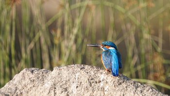 The Sarai at Toria: Eisvogel