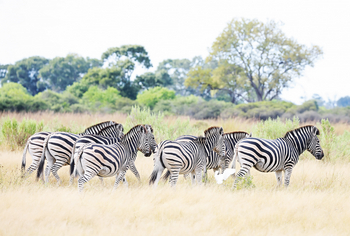 Tuludi Camp: Zebras