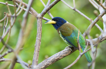 Vanghat: Great Barbet