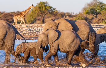 Villa Mushara: Elefanten in Etosha
