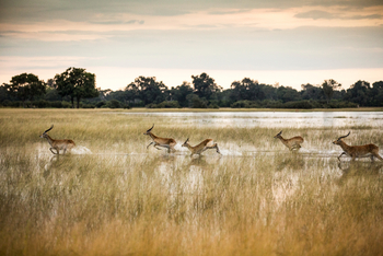 Vumbura Plains Camp: Fliehende Moorantilopen