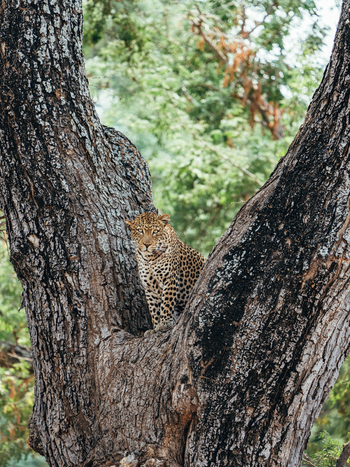 Anabezi Luxury Tented Camp: Leopard