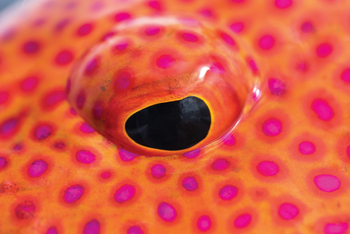 Astove Coral House: Auge eines Coral Grouper