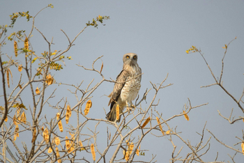 Bamboo Forest Safari Lodge: Short-toed Snake Eagle
