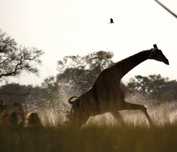 Belmond Eagle Island Lodge: Giraffe im Wasserloch