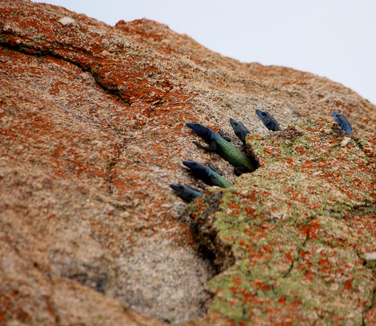 Big Cave Camp Big Cave Camp: Blaue Eidechse