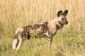 Bushman Plains Camp: Wildhund