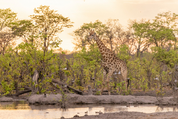 Camp Kuzuma: Giraffe