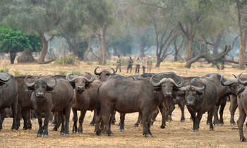 Old Mondoro Camp: Walking Safari