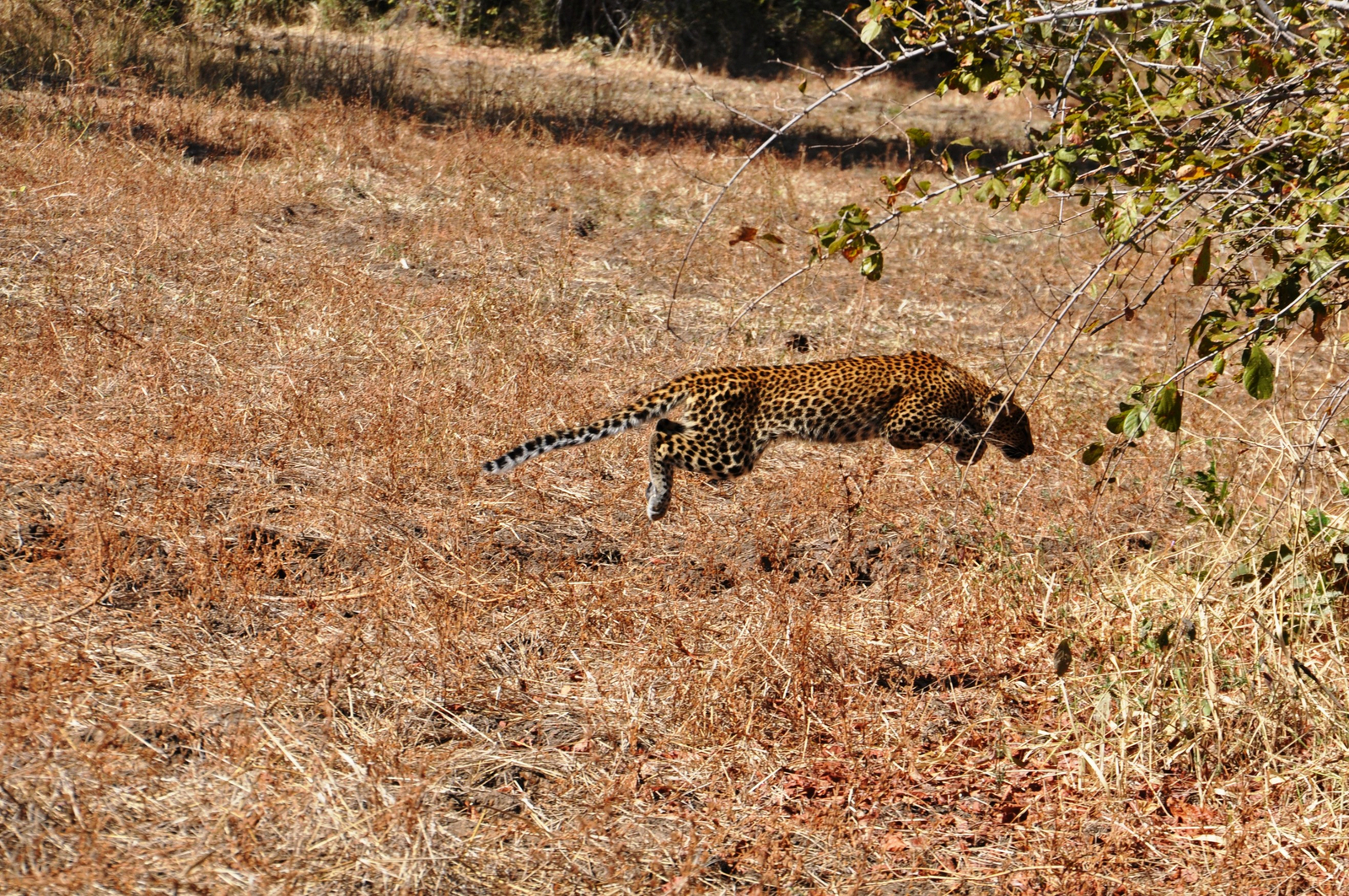 Chikunto Safari Lodge Chikunto Safari Lodge: Leopard