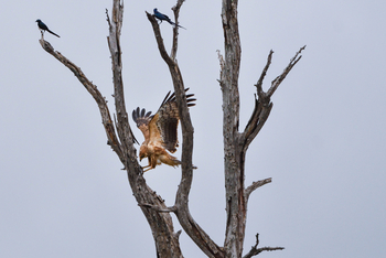 Chilo Ivory Trail Adventure: Long-legged Buzzard