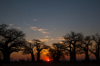 Chitake Mobile Camp Chitake Mobile Camp: Sonnenuntergang zwischen Baobabs