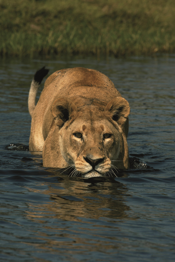 Duba Explorers Camp: Löwin im Wasser