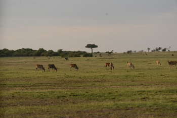 Entim Masai Mara: Elenantilopen