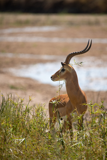 Ikuka Safari Camp: Impala