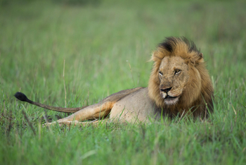 Ila Safari Lodge Ila Safari Lodge: Männlicher Löwe