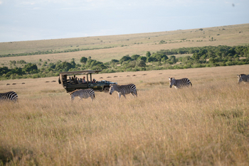 Ilkeliani Camp: Zebras