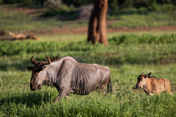 Jamala Madikwe: Zwei Gnus im grünen Safari-Busch