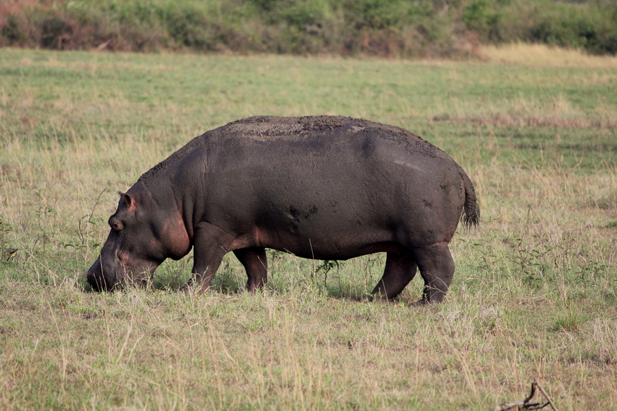 Kasenyi Safari Camp