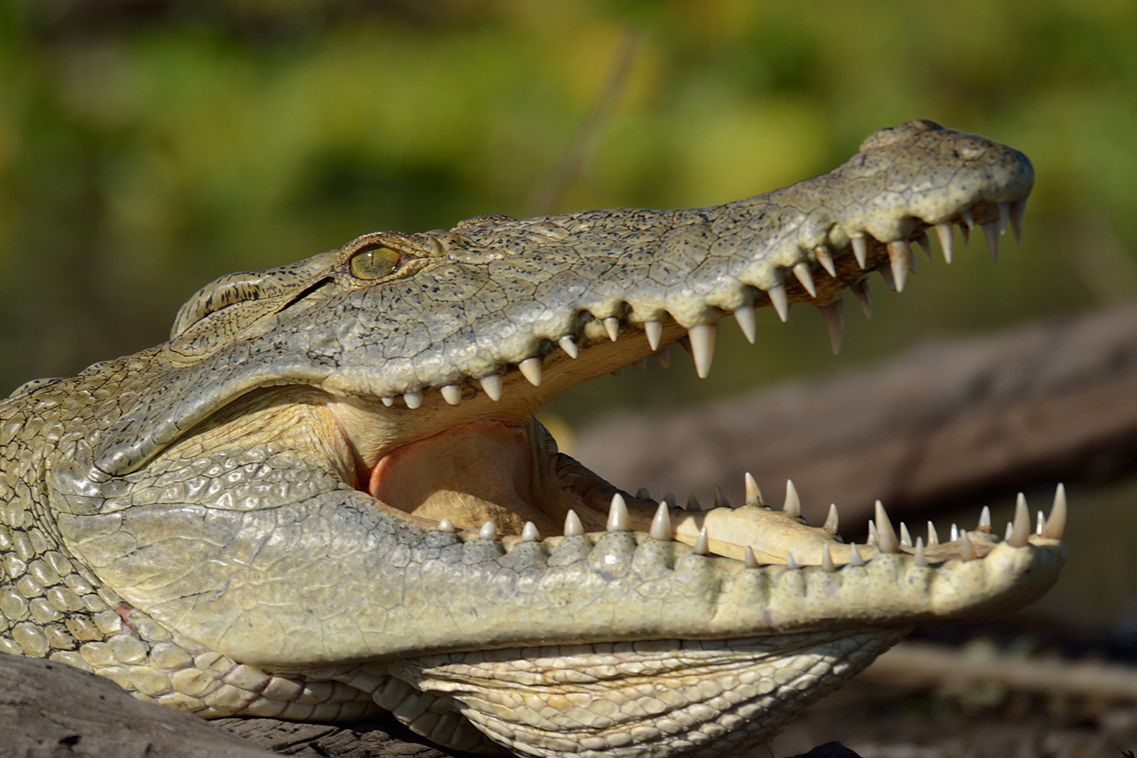 Kaskaz Mara Camp Kaskaz Mara Camp: Krokodil