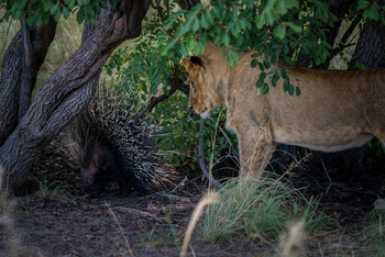 King Lewanika Lodge: Stachelschwein und Löwe
