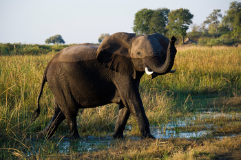 King's Pool Camp King's Pool Camp: Elefant