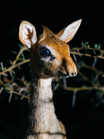 Kisima Ngeda Camp: Dik Dik